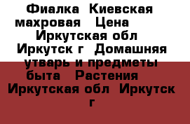 Фиалка “Киевская“ махровая › Цена ­ 160 - Иркутская обл., Иркутск г. Домашняя утварь и предметы быта » Растения   . Иркутская обл.,Иркутск г.